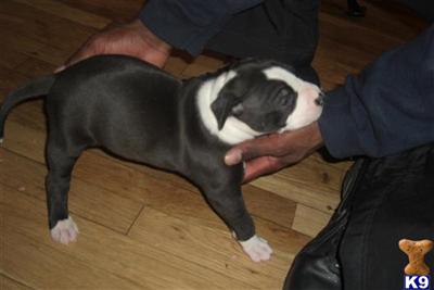 Bull Terrier Puppies for Sale